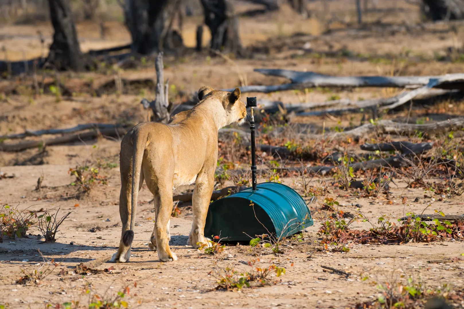 Custom remote-controlled camera car approaching the pride