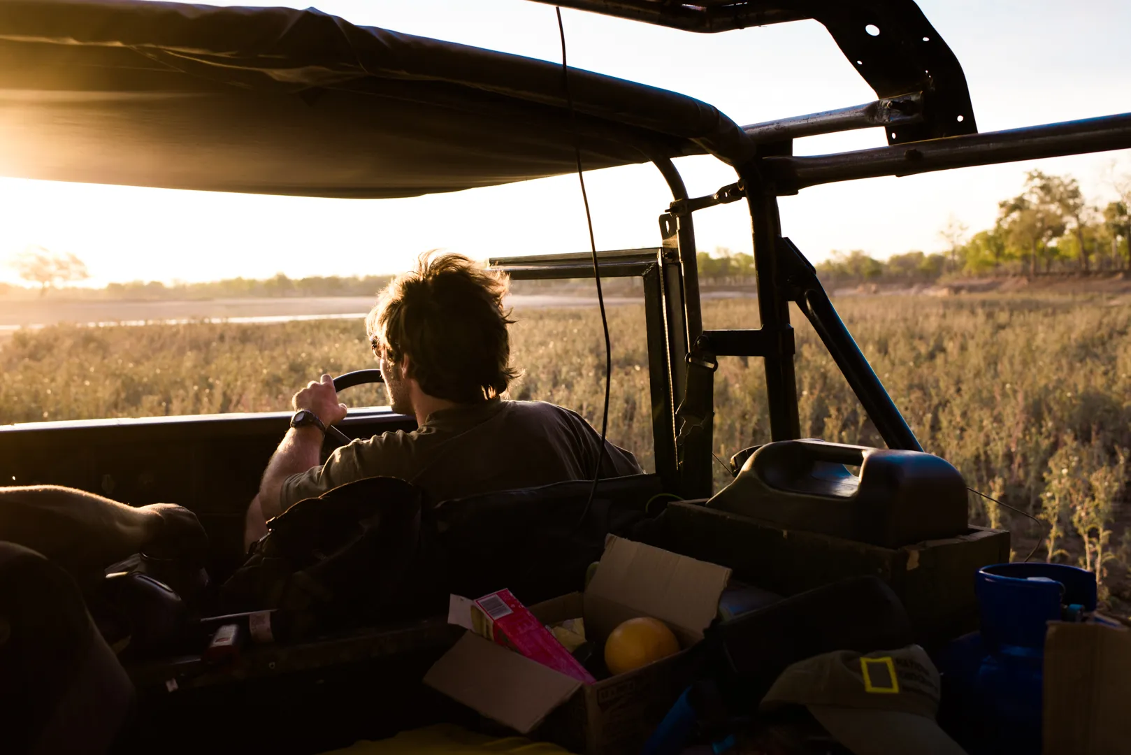 Gibson the lion surveying his territory