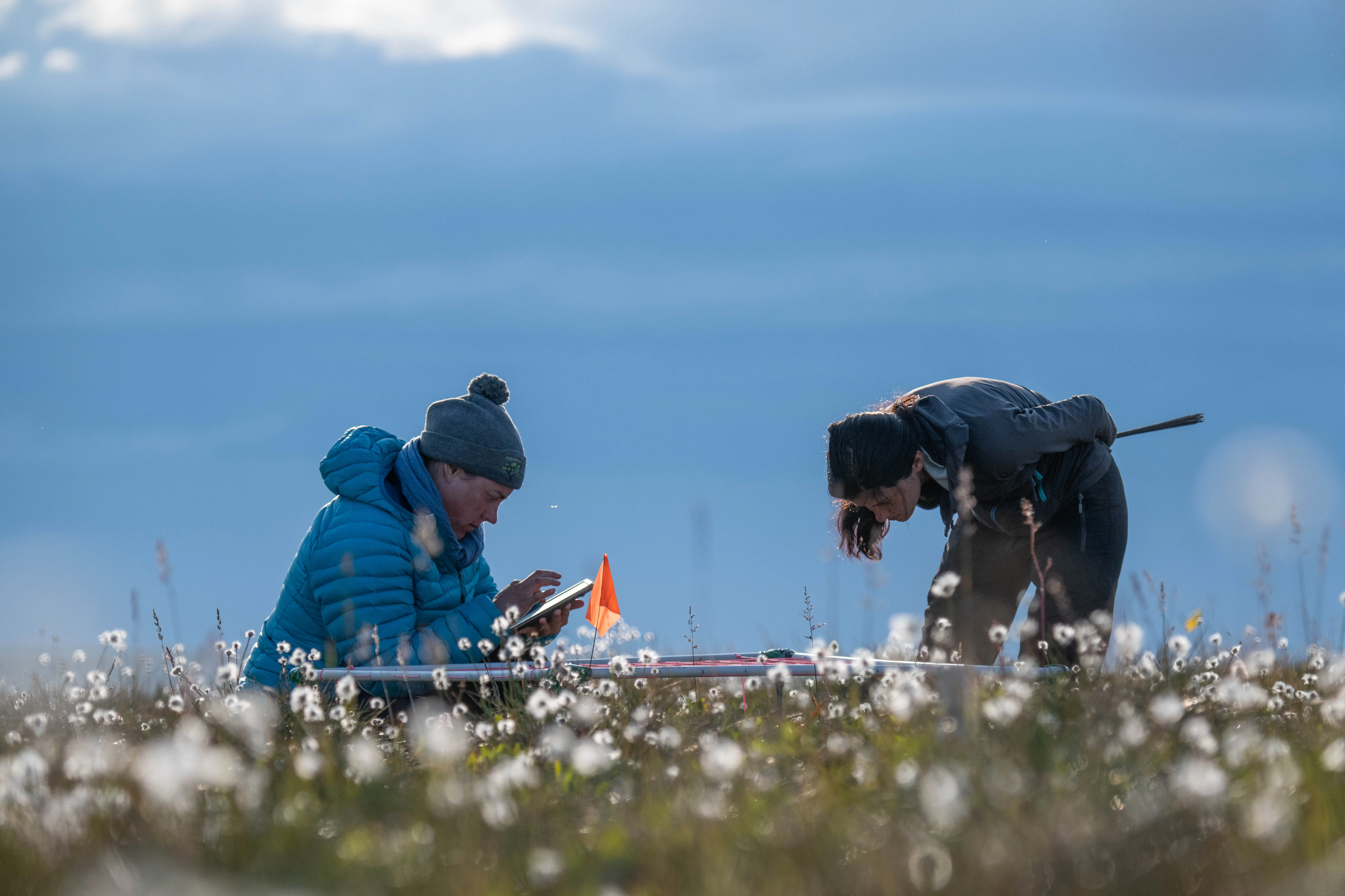 Point framing field work on Qikiqtaruk, 2019. Credit: Jeff Kerby